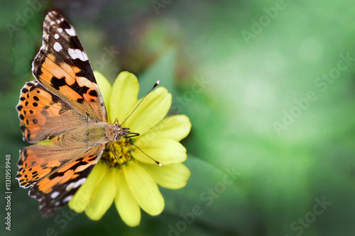 Close-up of a colorful butterfly on a yellow flower