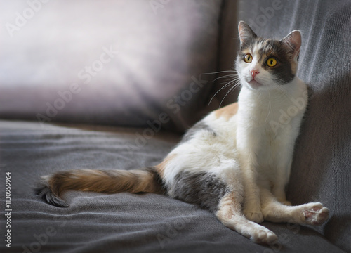 A tricolor cat sits on a gray sofa