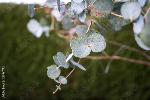 Photo d'une branche d'eucalyptus pris en macro sur un fond vert