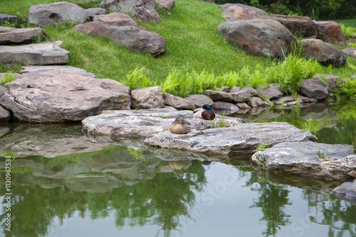 duck on a rock in a pond with green grass in the background