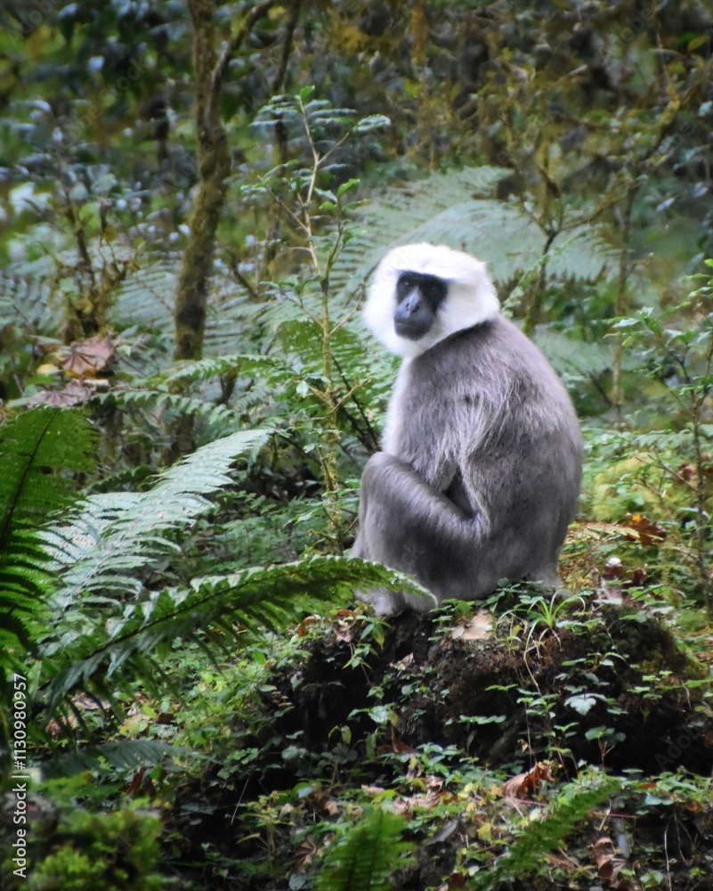 Obraz premium Close up of a grey and white monkey with a furry head