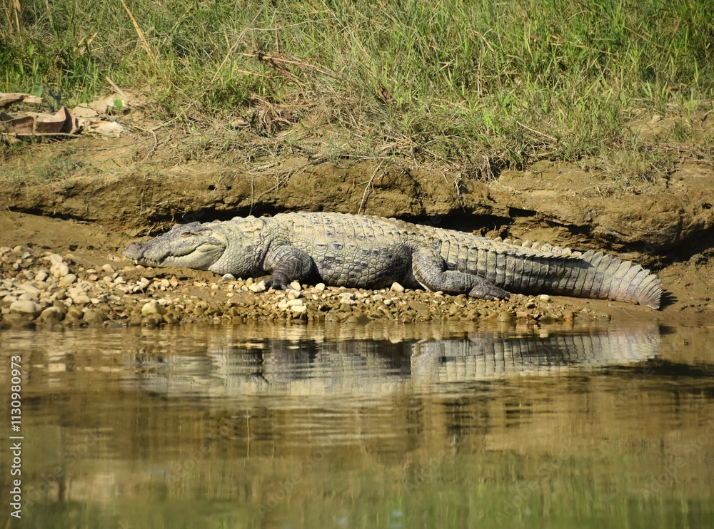 Fototapeta premium Wild river crocodiles relaxing in the mud in Chitwan, Nepal