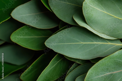 A close-up view of overlapping green leaves emphasizes their rich textures and shapes, creating a captivating visual that represents growth and harmony in nature.