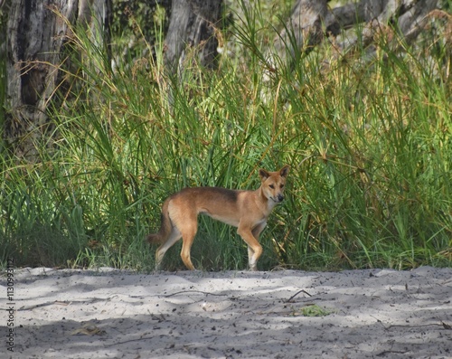 Close up of an orange dingo wild dog on Fraser Island in Australia