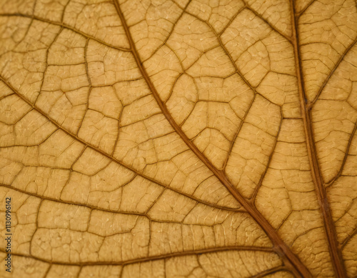 Closse-Up of Dry Leaf with Vanes, macro. Generated image