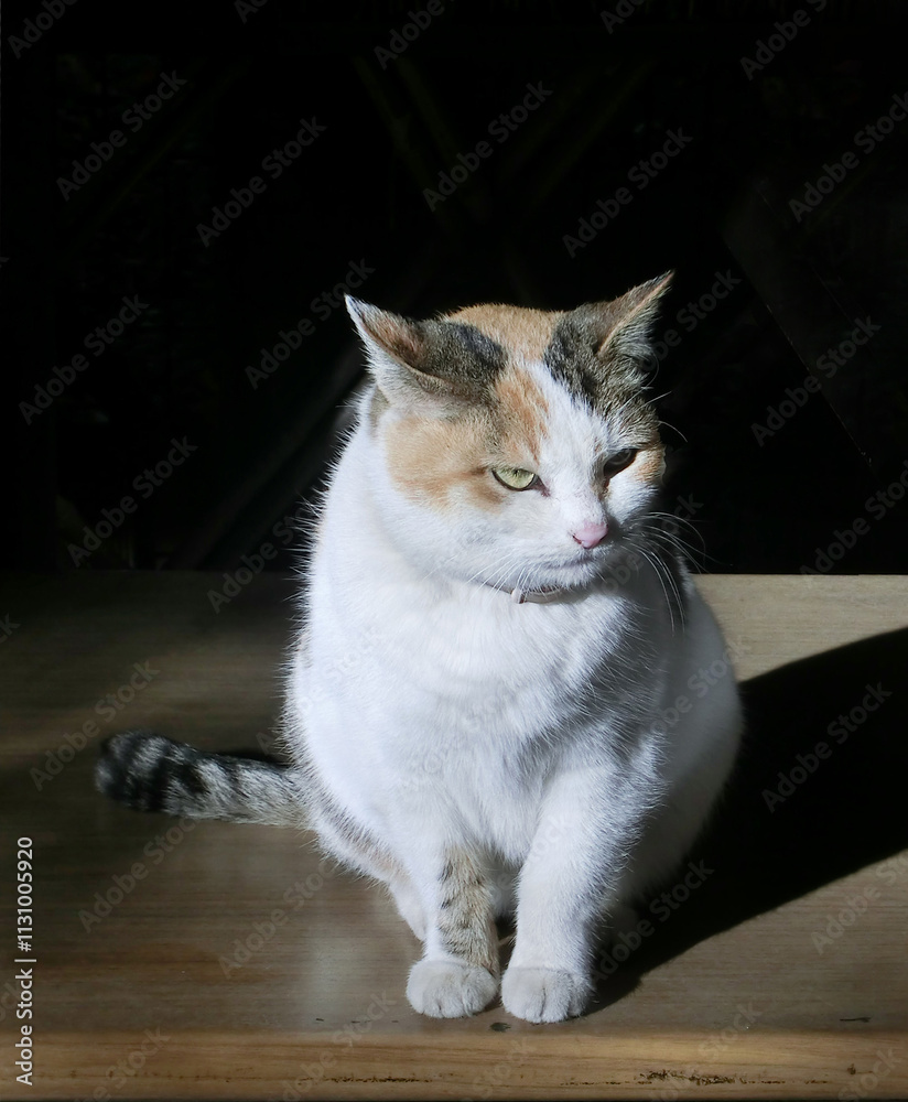 Obraz premium ひなたぼっこするネコ