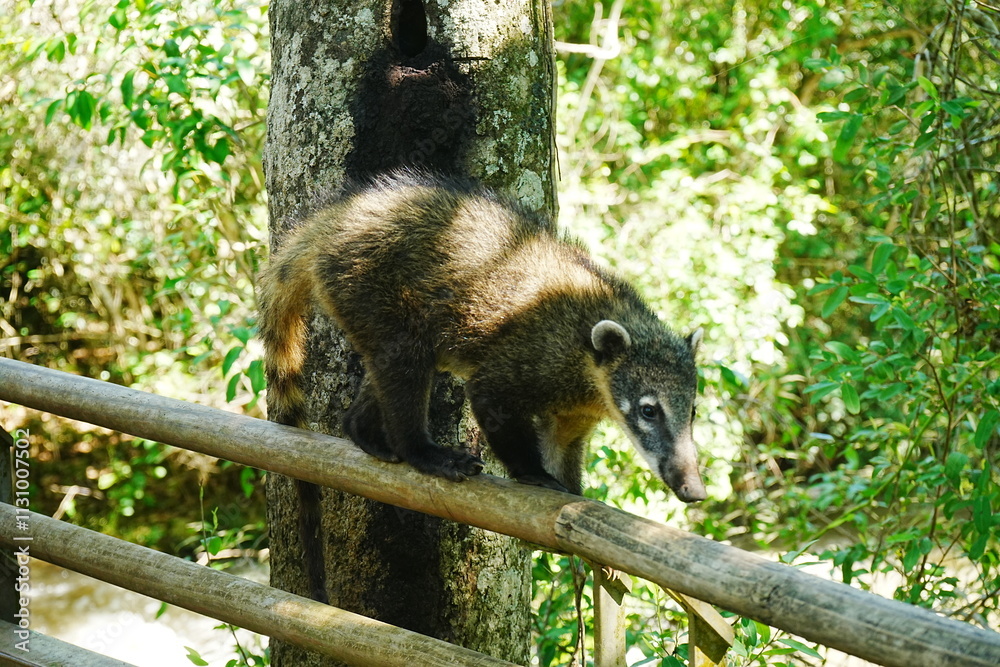 Coatis or Raccoon - ハナグマ