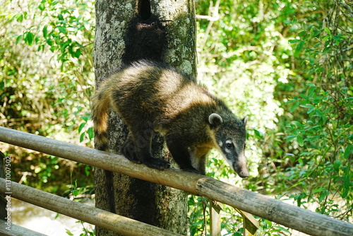 Obraz na płótnie Coatis or Raccoon - ハナグマ w salonie