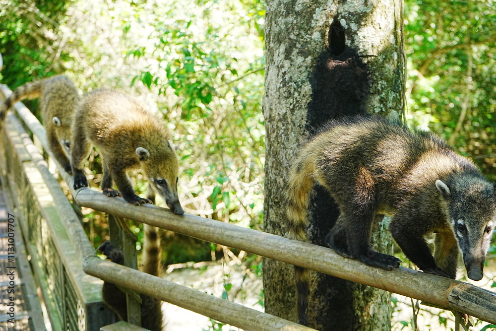 Coatis or Raccoon - ハナグマ