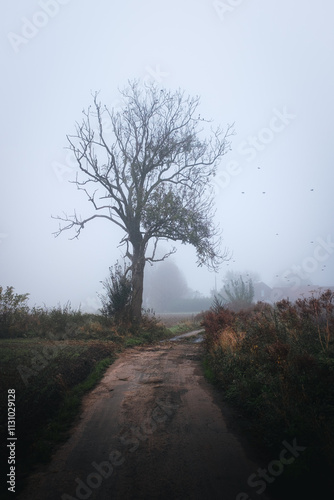 Abre Solitaire dans le Brouillard