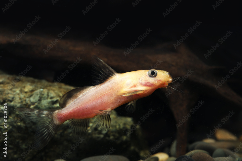 Obraz premium Gold Nigrita Catfish (Synodontis nigrita)