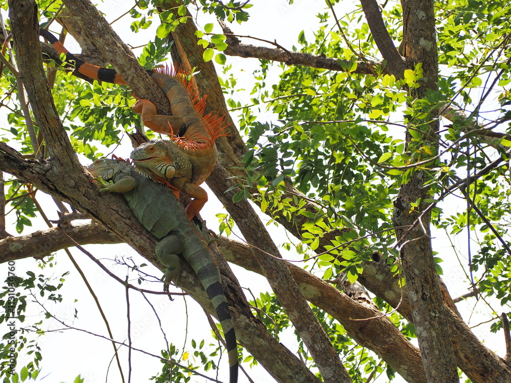 Fototapeta premium Orange male Iguana is perched on branch above, raising his wattles to make it look bigger than it actually is, impress female green iguana perched on branch below. Iguana iguana to courting each other