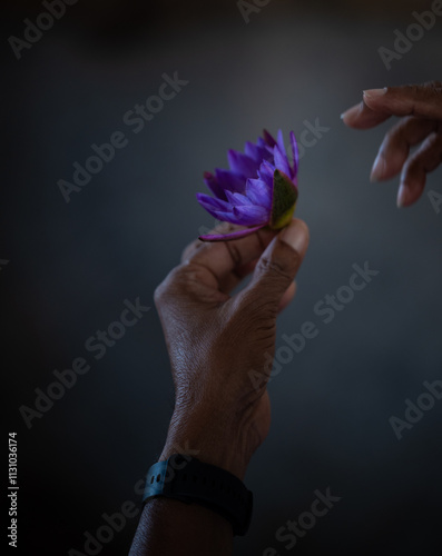 Exchanging purple water lily in sri lanka: symbol of purity and spirituality