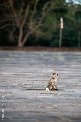 Toque macaque eating fruit in ancient buddhist temple in sri lanka