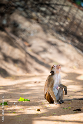 Toque macaque monkey sitting on the ground in sri lanka looking up