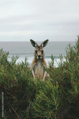 Kangaroo seen up close in Narawntapu National Park, Tasmania. photo