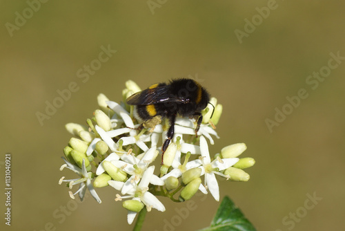 Bumblebee species in the Bombus terrestris-complex on flowers of common dogwood (Cornus sanguinea) family Cornaceae. Dutch garden, June	 photo