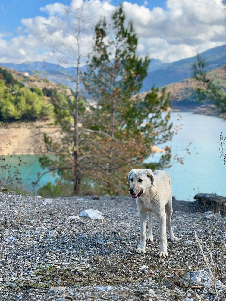 Fototapeta premium Stray dog ​​in nature with a view of the lake