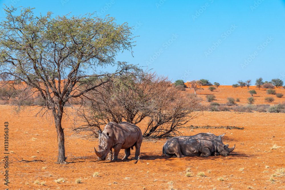 Two white rhinoceros, rhino portrait, wildlife safari and game drive in the Kalahari desert of Namibia, Africa