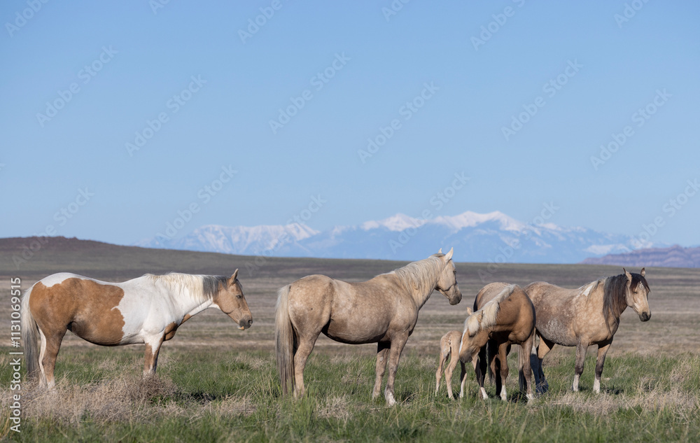 Obraz premium Wild Horses in Springtime in the Utah Desert