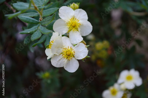 White anemone flowers in garden. Japan Autumn Anemone 'Honorine Jobert' white flowering plant, close up macro. Windflower, Japanese anemone, or white thimble flower with yellow middle photo