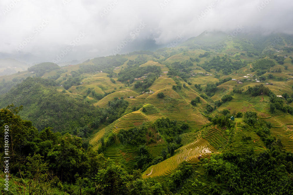 Obraz premium Landscape with rice terraces on a cloudy summer day in Sapa, Vietnam