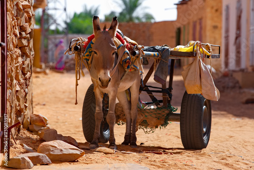 Chinguetti. Mauritania. A sad donkey harnessed to a two-wheeled cart on a city street.  This is the most common form of transport here. photo