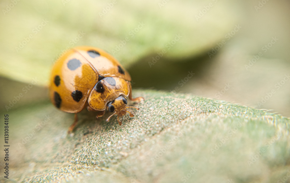 Fototapeta premium Macro Photography of Nature’s Hidden Jewels: A Yellow-and-Black Dotted Insect on a Canvas of Green