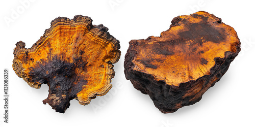 Vibrant Orange and Black Mushroom Close-Up on a Transparent Background