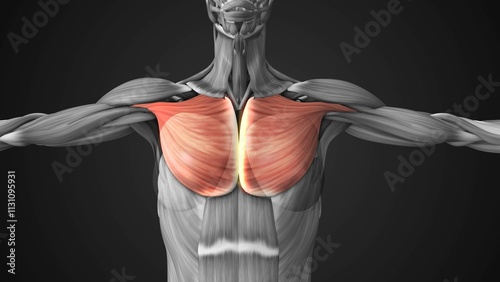 Fotografía Female Anatomy of Pectoral Muscles