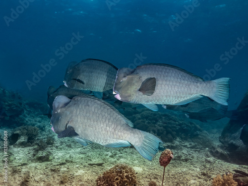Bumphead parrotfish (Bolbometopon muricatum) photo