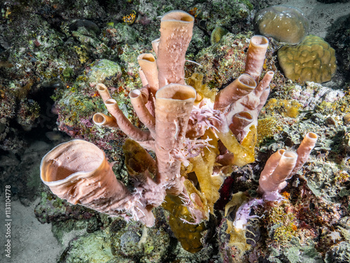 Tube sponges (Callyspongia siphonella) photo