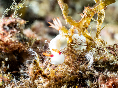 Nudibranch Bullock's Hypselodoris (Hypselodoris bullockii) photo