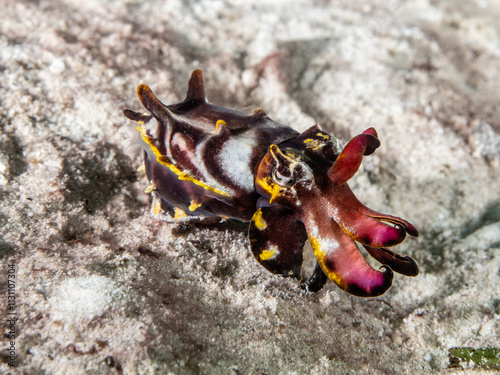 Flamboyant cuttlefish (Metasepia pfefferi) photo