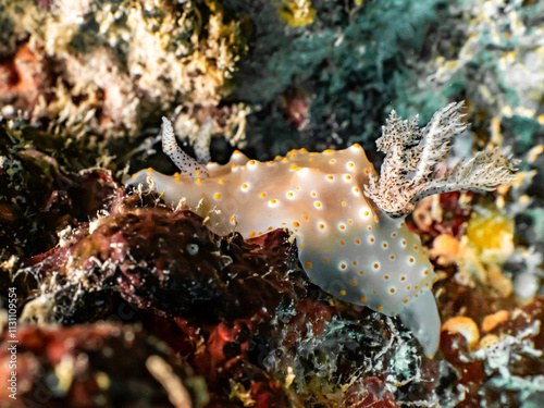 Dorid nudibranch (Halgerda batangas) photo