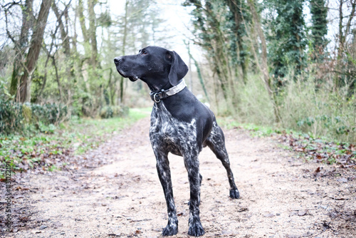 Front view of a standing beautiful black German Shorthaired Pointer dog on a countryside footpath in winter.