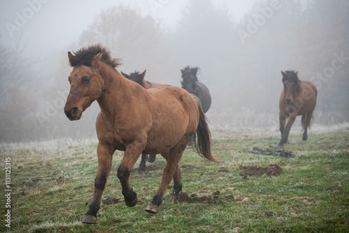 Horse Grazing in Tranquil Pasture Surrounded by Morning Fog