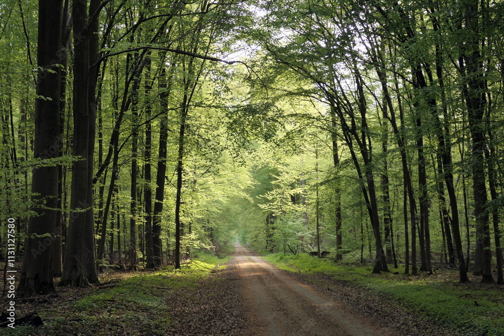 Fototapeta premium Waldweg