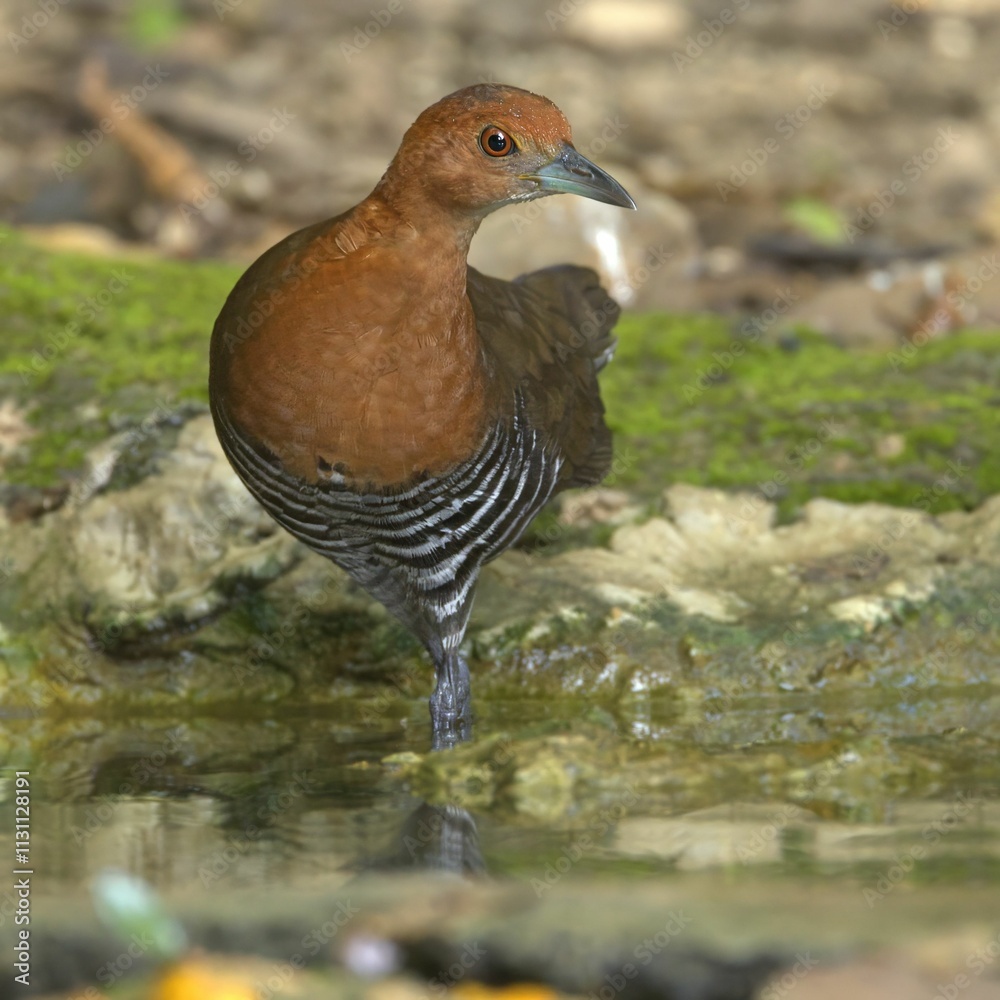 Fototapeta premium Close-up of a Brown Crake bird standing by a water body in a natural habitat