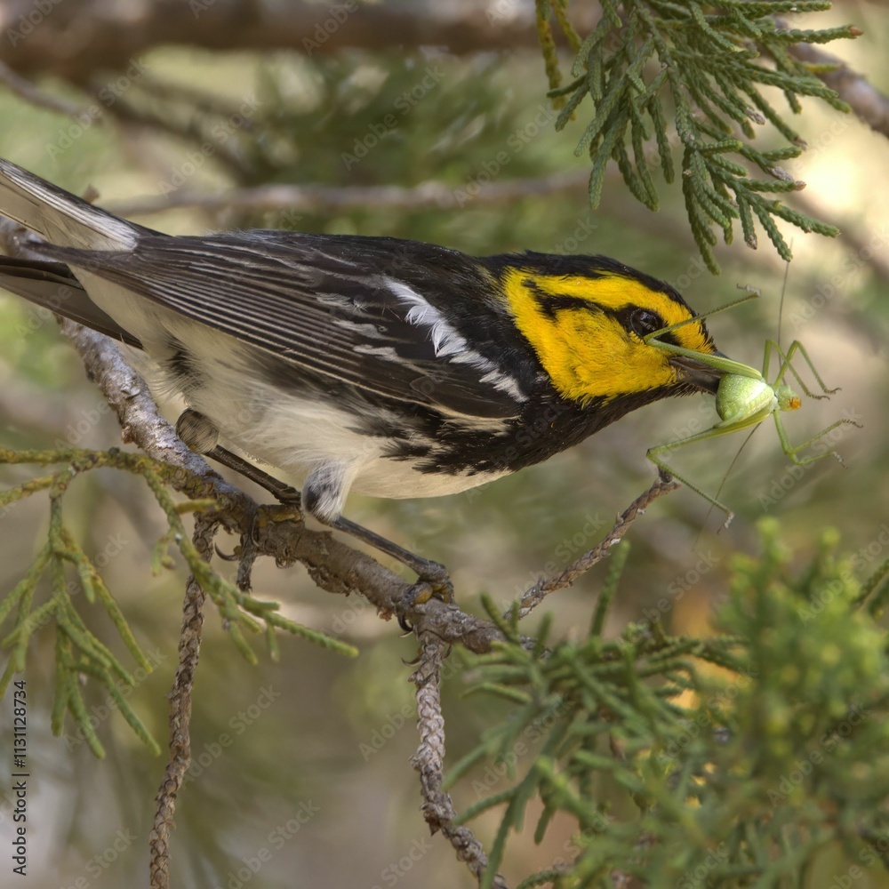 Fototapeta premium Close-up of a Golden-cheeked Warbler perched on a branch, capturing a green insect in its beak