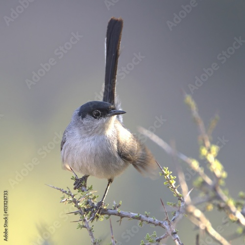 Close-up of a small Coastal California gnatcatcher bird perched on a branch with blurred background photo