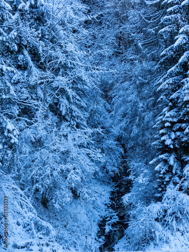 torrent dans un vallon en hiver avec neige et givre sur les arbres