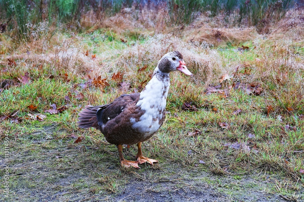 Obraz premium White and brown duck in its natural environment.