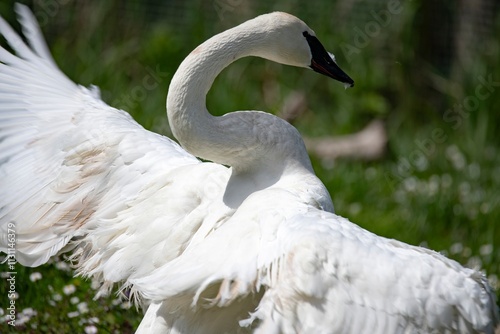 The Trumpeter Swan (Cygnus buccinator).