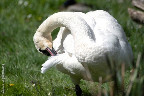 The Trumpeter Swan (Cygnus buccinator).