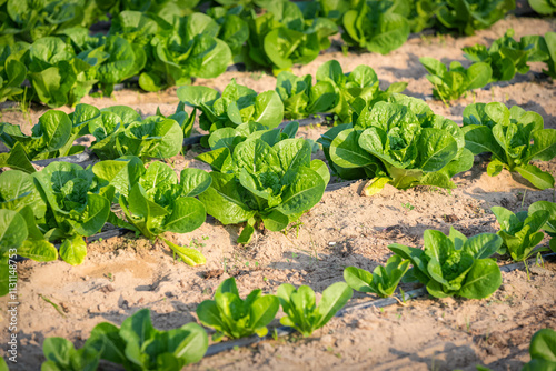 Fresh green Cabbage growing close together in the farm field at Dammam, Saudi Arabia. photo