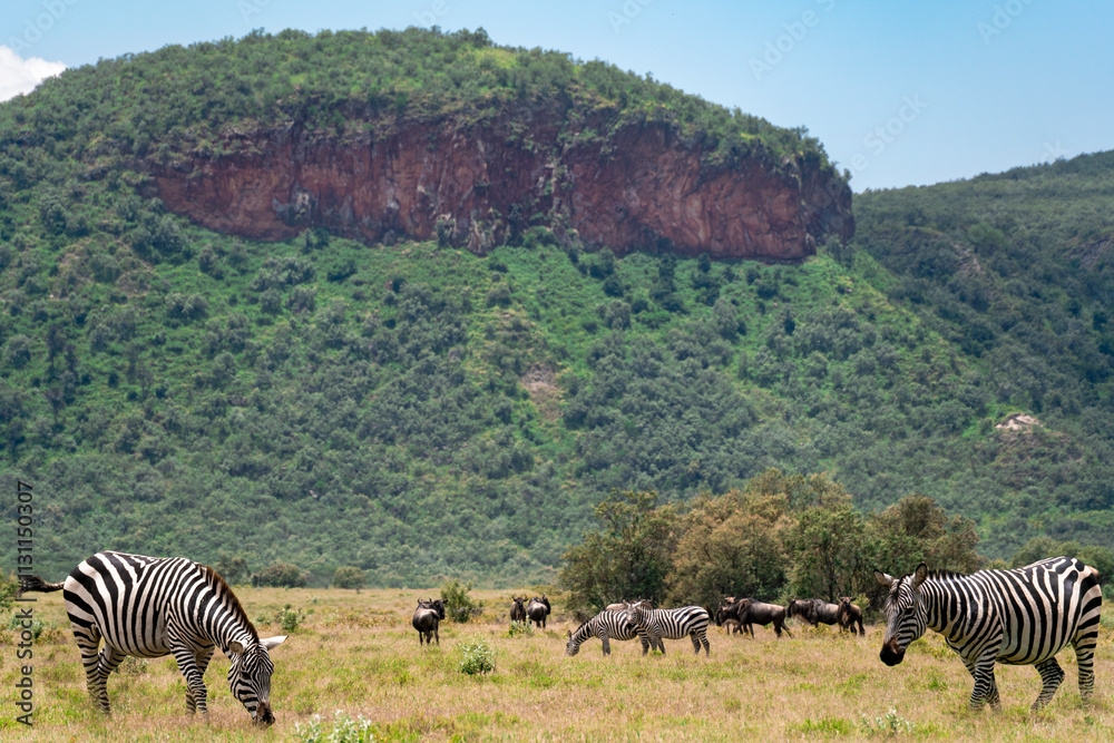 Zebras grazing in a lush grassland of Hells Gate National Park with the rocky cliff in the background