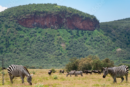 Obraz na płótnie Zebras grazing in a lush grassland of Hells Gate National Park with the rocky cliff in the background w salonie