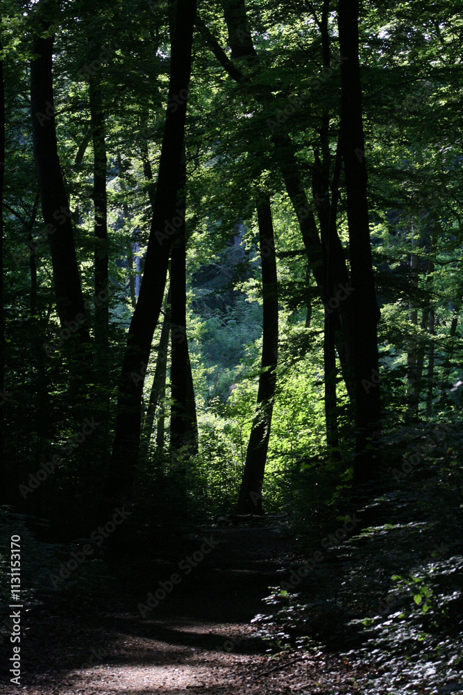Obraz premium Dark moody forest path with bright sunlight green trees in the back