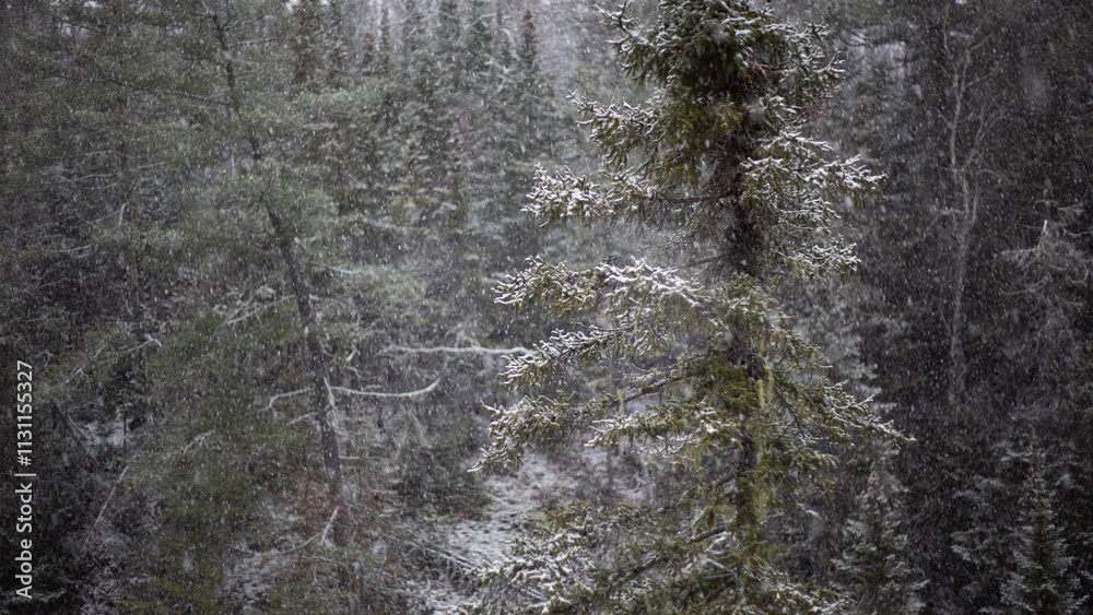 Fototapeta premium Winter Forest